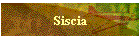 Siscia